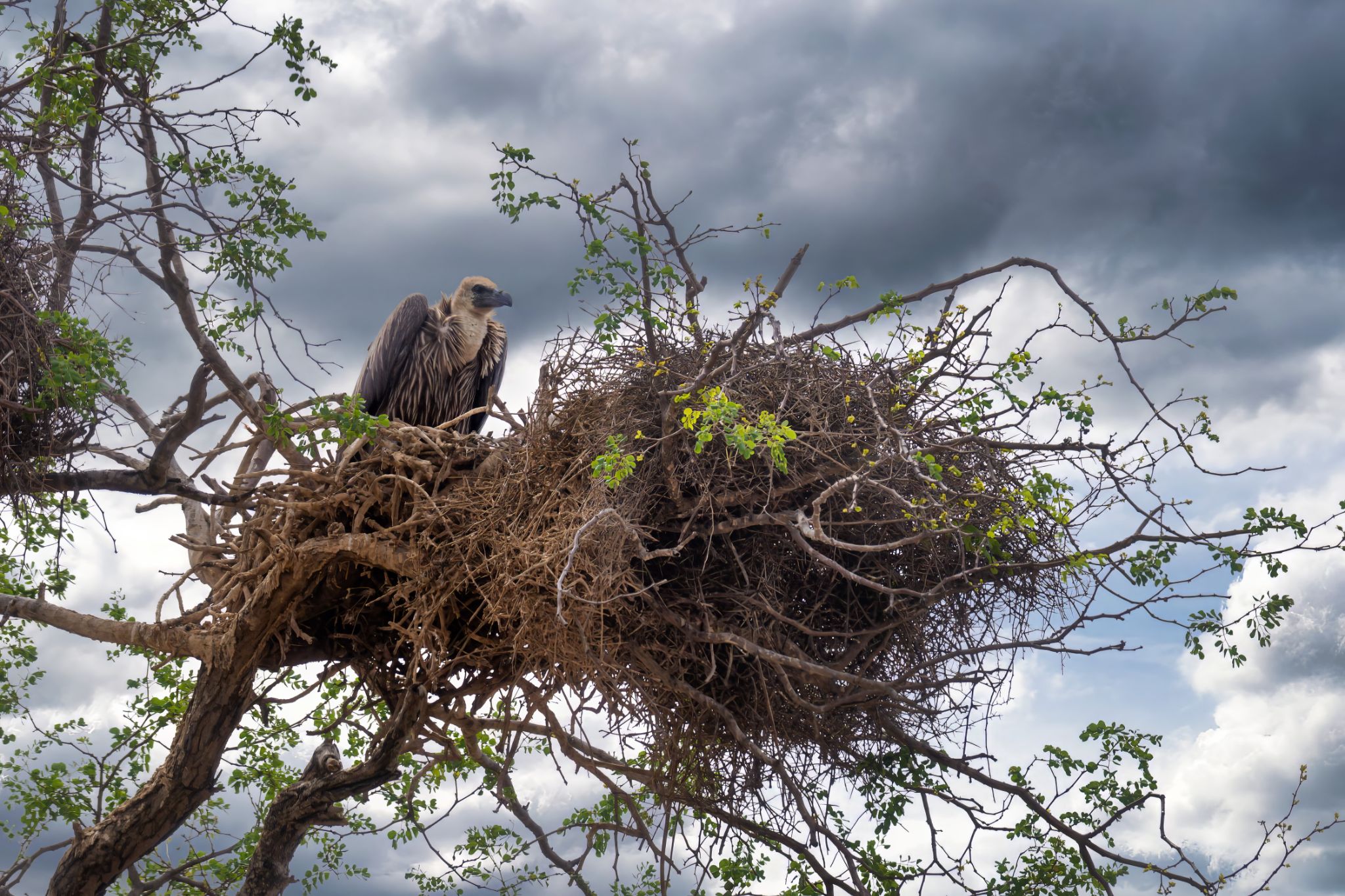 20161112 103818 Weißrückengeier